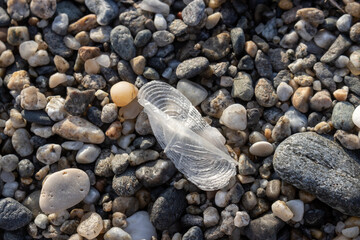 Velella vellela on the coast, Sicily, Italy