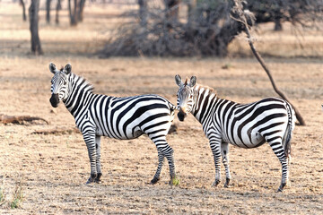 Two zebras in savanna on safari in Kenya national park. Wild animals in nature 