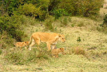  Wild animals in nature ,  Wild African lions on the grass, Masai Mara. Kenya, Africa