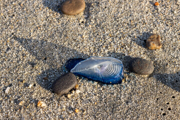 Velella vellela on the coast, Sicily, Italy