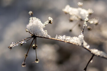 frost on the branches