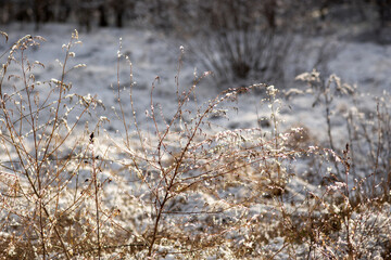 grass in the snow