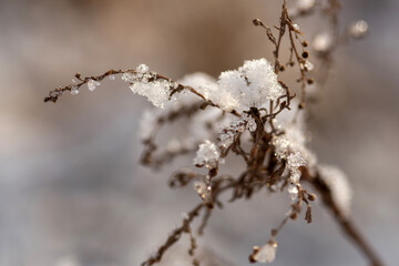 frost on branches