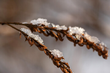 frost on a branch