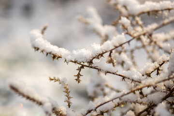 snow covered branches