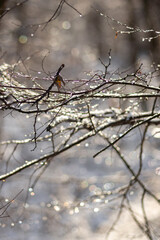 snow covered branches