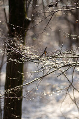 snow on the tree