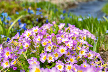 Flowers of pale pink common primrose, primrose - lat. Primula acaulis or primula vulgaris - on a background of green foliage with raindrops. The concept of spring awakening of nature. close up