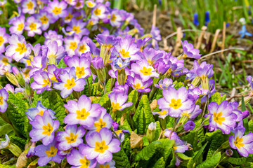 Flowers of pale pink common primrose, primrose - lat. Primula acaulis or primula vulgaris - on a background of green foliage with raindrops. The concept of spring awakening of nature. close up