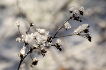 frost on a tree