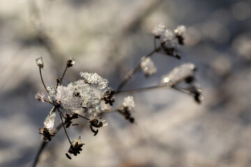 frost on a tree
