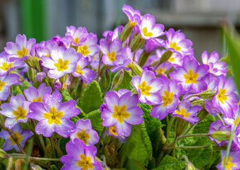 Flowers of pale pink common primrose, primrose - lat. Primula acaulis or primula vulgaris - on a background of green foliage with raindrops. The concept of spring awakening of nature. close up