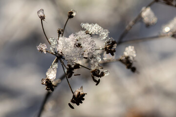 frost on a tree