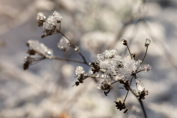 frost on a tree
