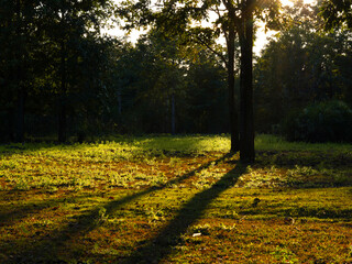 Naklejka premium Sunlight shines beautifully through tall green trees in the forest. Beautiful spring scenery surrounded by trees on a warm morning. Nature background