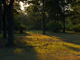 Sunlight shines beautifully through tall green trees in the forest. Beautiful spring scenery surrounded by trees on a warm morning. Nature background