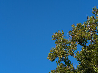 Beautiful nature of green treetops in the forest against blue sky with clouds on a sunny day. Nature background