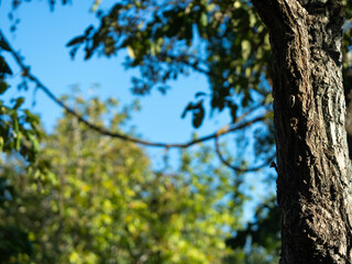 Fototapeta premium Sunlight shines beautifully through tall green trees in the forest. Beautiful spring scenery surrounded by trees on a warm morning. Nature background