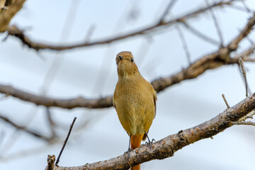 枝に佇む可愛らしい小鳥(ジョウビタキ)