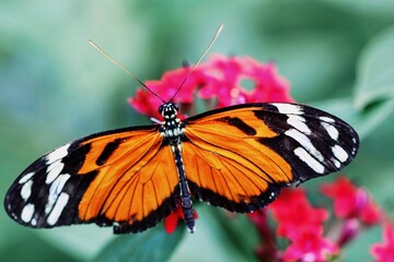 macro shot of a beautiful heliconius