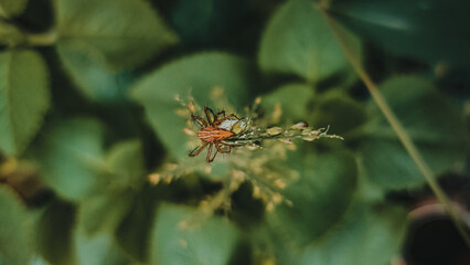 A spider camouflaged on a wildflower.
