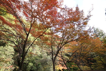 紅葉