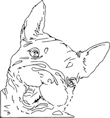 Vector illustration Contouring Portrait of pet's.. Cute animals. Coloring portrait.