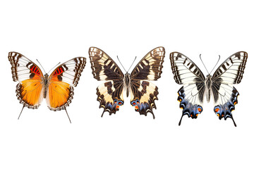 Fototapeta premium Three butterflies are shown in a row, with the middle one being the largest. on transparent background.