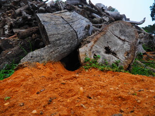 Obraz premium Deep rabbit burrow under a pile of firewood.