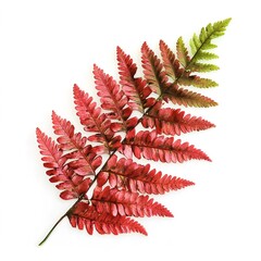 Ruby Fern Brush &ndash; Elegant and Detailed Digital Brush for Art and Design, Lush Fern Texture in Rich Ruby Red Color