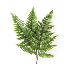 Ruby Fern Brush &ndash; Elegant and Detailed Digital Brush for Art and Design, Lush Fern Texture in Rich Ruby Red Color