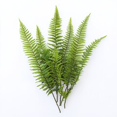 Ruby Fern Brush &ndash; Elegant and Detailed Digital Brush for Art and Design, Lush Fern Texture in Rich Ruby Red Color