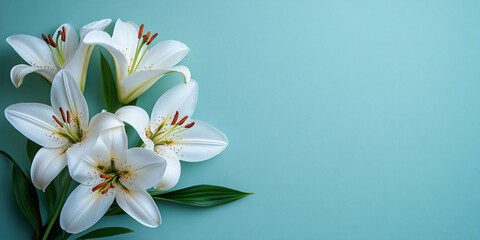 Fototapeta premium A serene bouquet of white lilies against a minimalistic turquoise background, ideal for spring events like Easter, Mother's Day, or Valentine's Day celebrations.