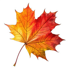 Fototapeta premium Vivid Autumn Foliage on a Clean White Background