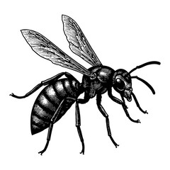 Obraz premium Wasp Detailed Insect Black and White Outline Line Art Drawing Engraved Style Isolated Object