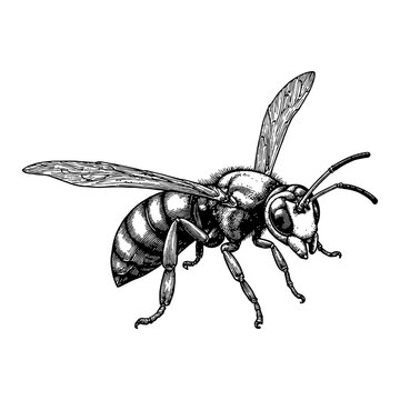 black and white wasp flying clip art preview