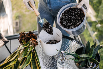 A detailed view of soil being added to a white pot with gardening tools and snake plants on a glass...