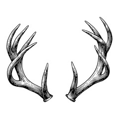 Deer Antlers or Horns Detailed Engraving Black and White Outline Line Art Drawing