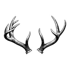 Fototapeta premium Detailed Deer Antlers Pair Black and White Outline Line Art Drawing in Vintage Style Illustration