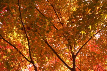 紅葉