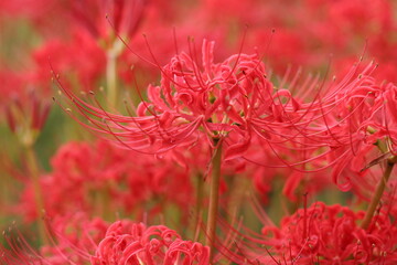 彼岸花