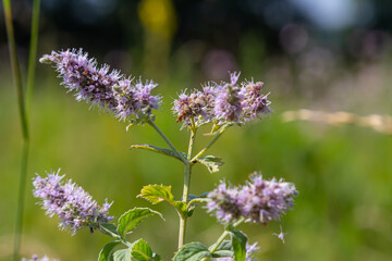 In the summer, long-leaved mint Mentha longifolia grows in the wild