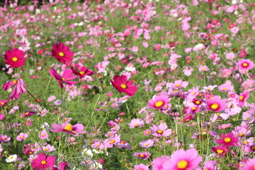 Obraz premium コスモス