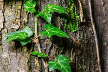 Fresh bright green leaves of ivy Hedera helix on grey-brown tree bark