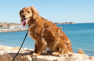 Cockerpoo by the sea.