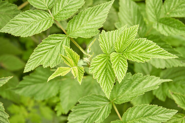 Close up of lush green raspberry leaves with detailed veins on a bright day in a garden.