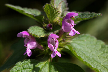Red dead-nettle flower ( Lamium purpureum ) close-up with purple blossoms and green leaves