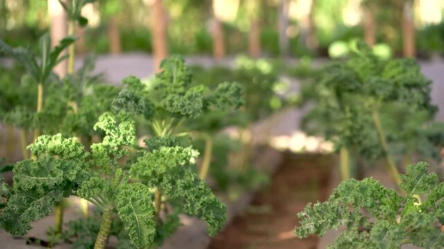 green and fresh curly kale plantation fields