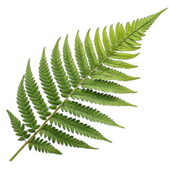 Exquisite Fern Leaf with Intricate Details on White Background