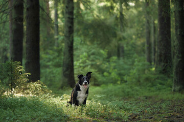 A Border Collie stands calmly in a lush forest clearing surrounded by vibrant greenery. The natural beauty and soft light emphasize the dog relaxed and poised demeanor.